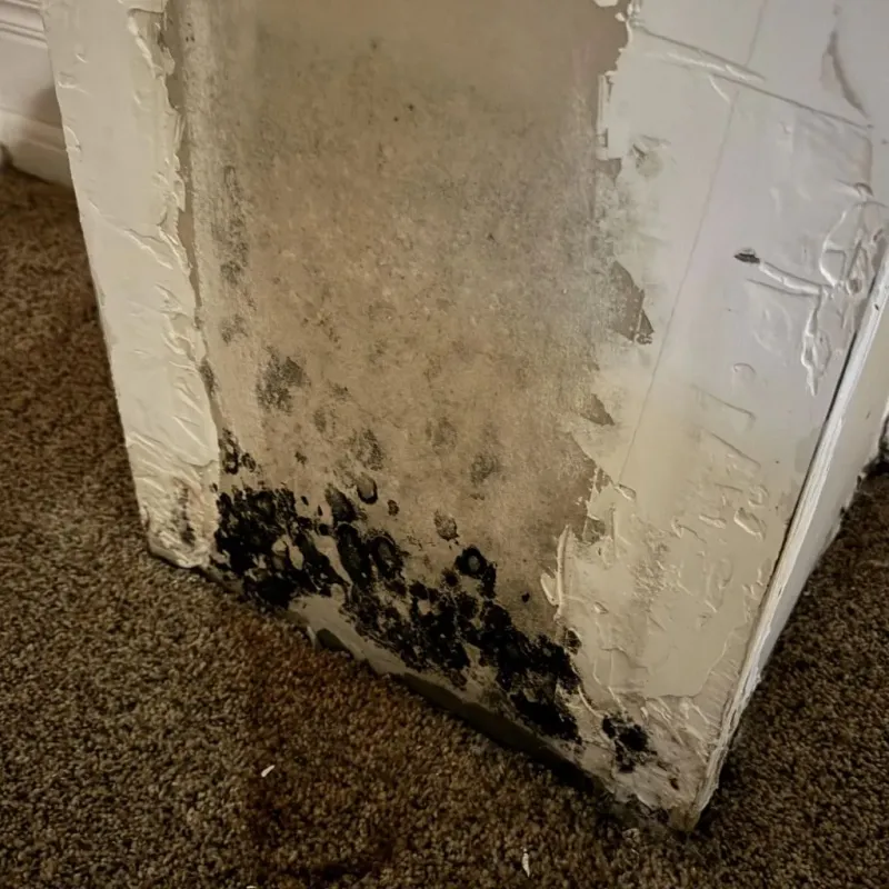 Professional Mold Removal in Center City, PA